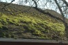 roof_moss_under_tree_dsc_0136.jpg